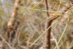 Hakea scoparia