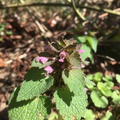 Lamium purpureum purpureum