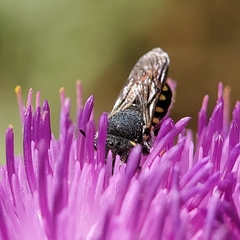 Pseudoanthidium nanum