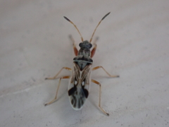 Pseudopachybrachius vinctus