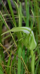 Pterostylis falcata