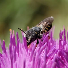 Pseudoanthidium nanum