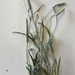 photo of Woolly Plantain (Plantago patagonica)