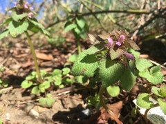 Lamium purpureum purpureum