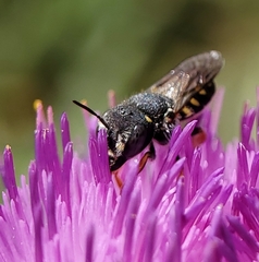 Pseudoanthidium nanum