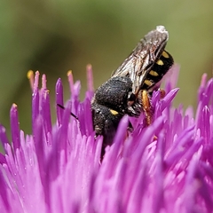 Pseudoanthidium nanum