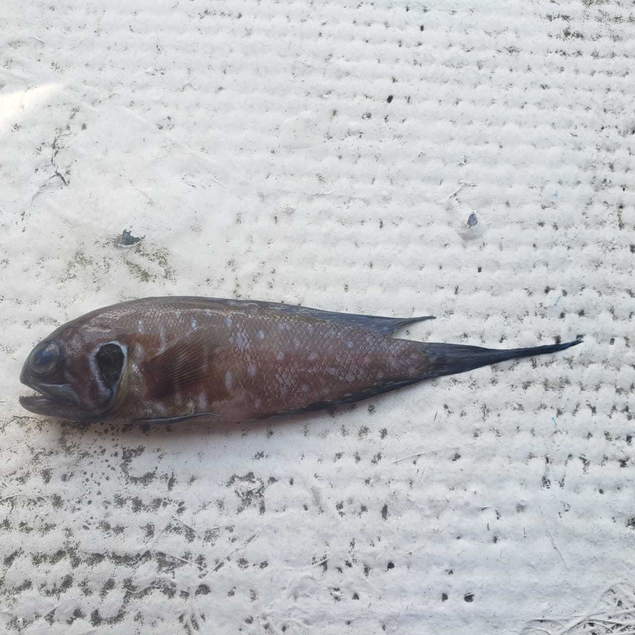Spotcheek Jawfish photo 2