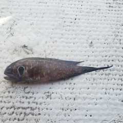 Spotcheek Jawfish photo 1