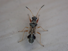 Pseudopachybrachius vinctus