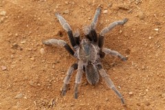 Ornithoctoninae