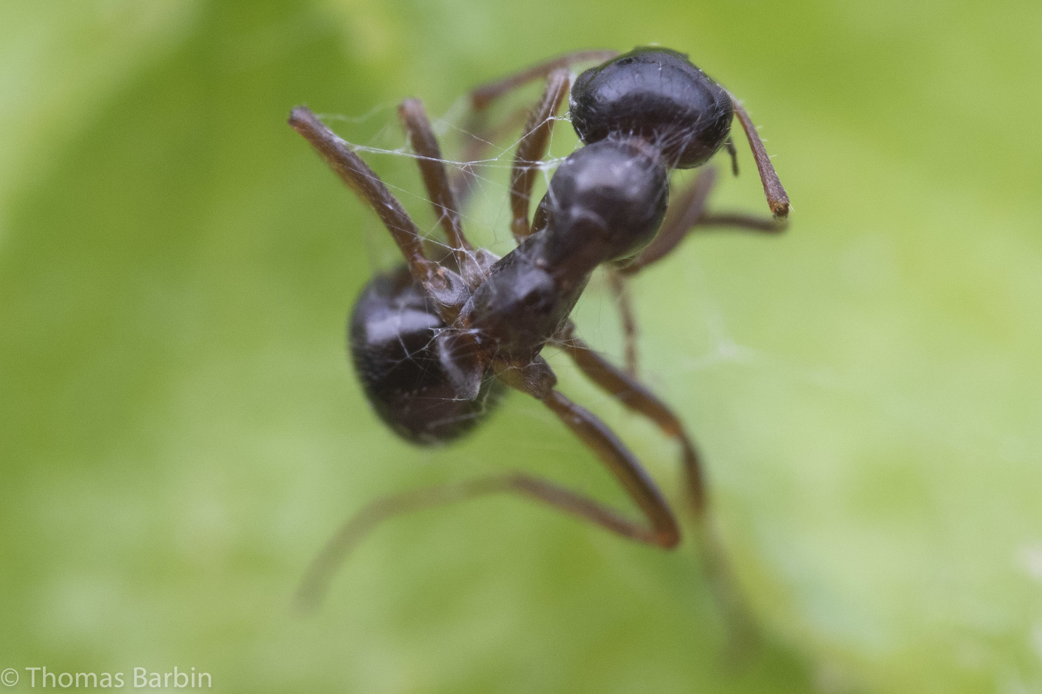 Formica lasioides