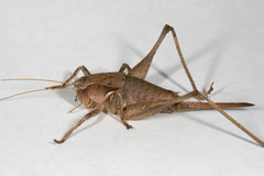 Atlanticus pachymerus