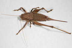 Atlanticus pachymerus