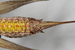 Atlanticus pachymerus