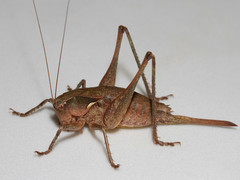 Atlanticus pachymerus