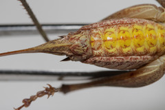 Atlanticus pachymerus