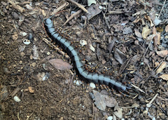 Scolopendra galapagoensis