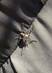 Aegomorphus galapagoensis