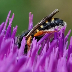 Pseudoanthidium nanum