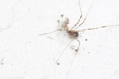Leptobunus parvulus