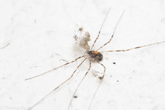 Leptobunus parvulus