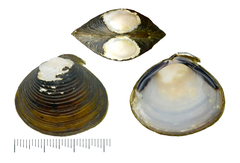 Corbicula fluminea