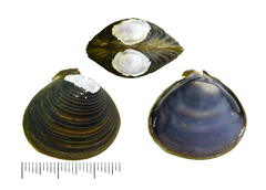 Corbicula fluminea