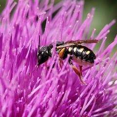 Pseudoanthidium nanum