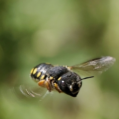 Pseudoanthidium nanum