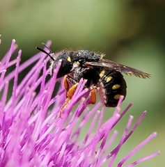 Pseudoanthidium nanum