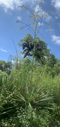 Furcraea hexapetala