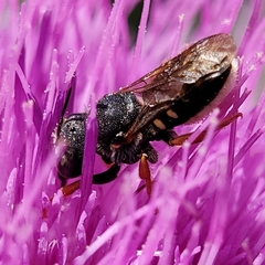 Pseudoanthidium nanum