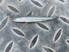Atherinops affinis