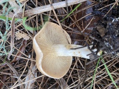 Rhizocybe