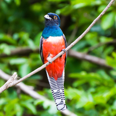 Trogon curucui