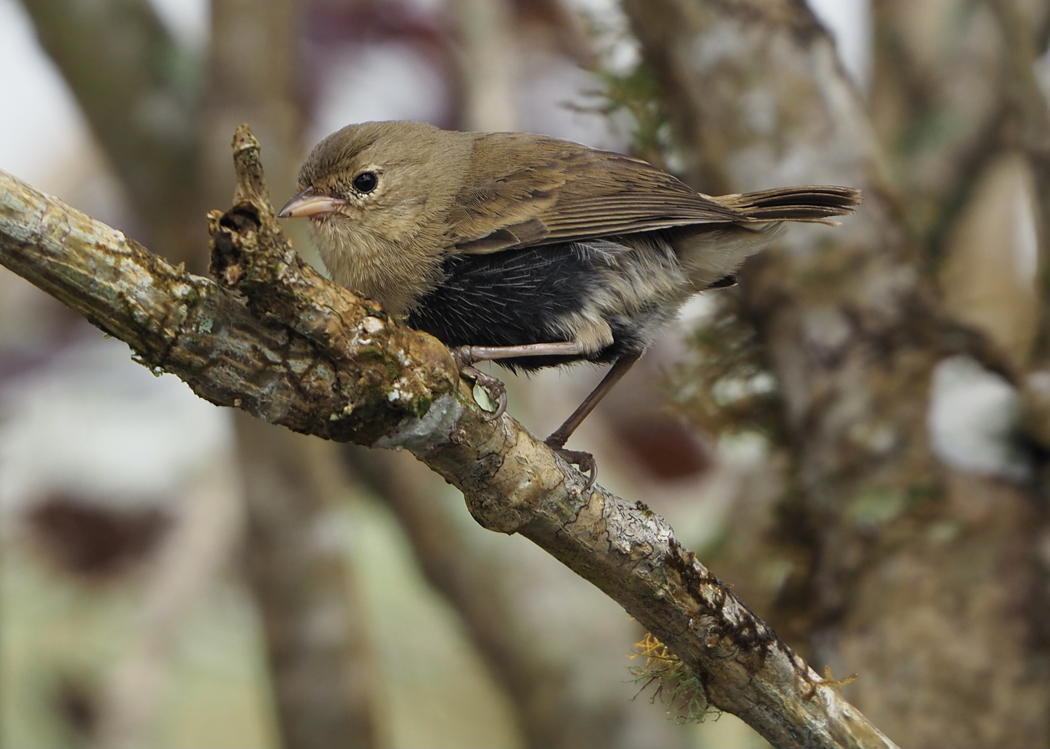 Green Warbler-Finch illustration