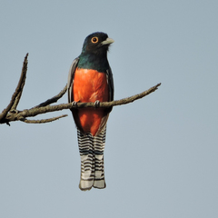 Trogon curucui
