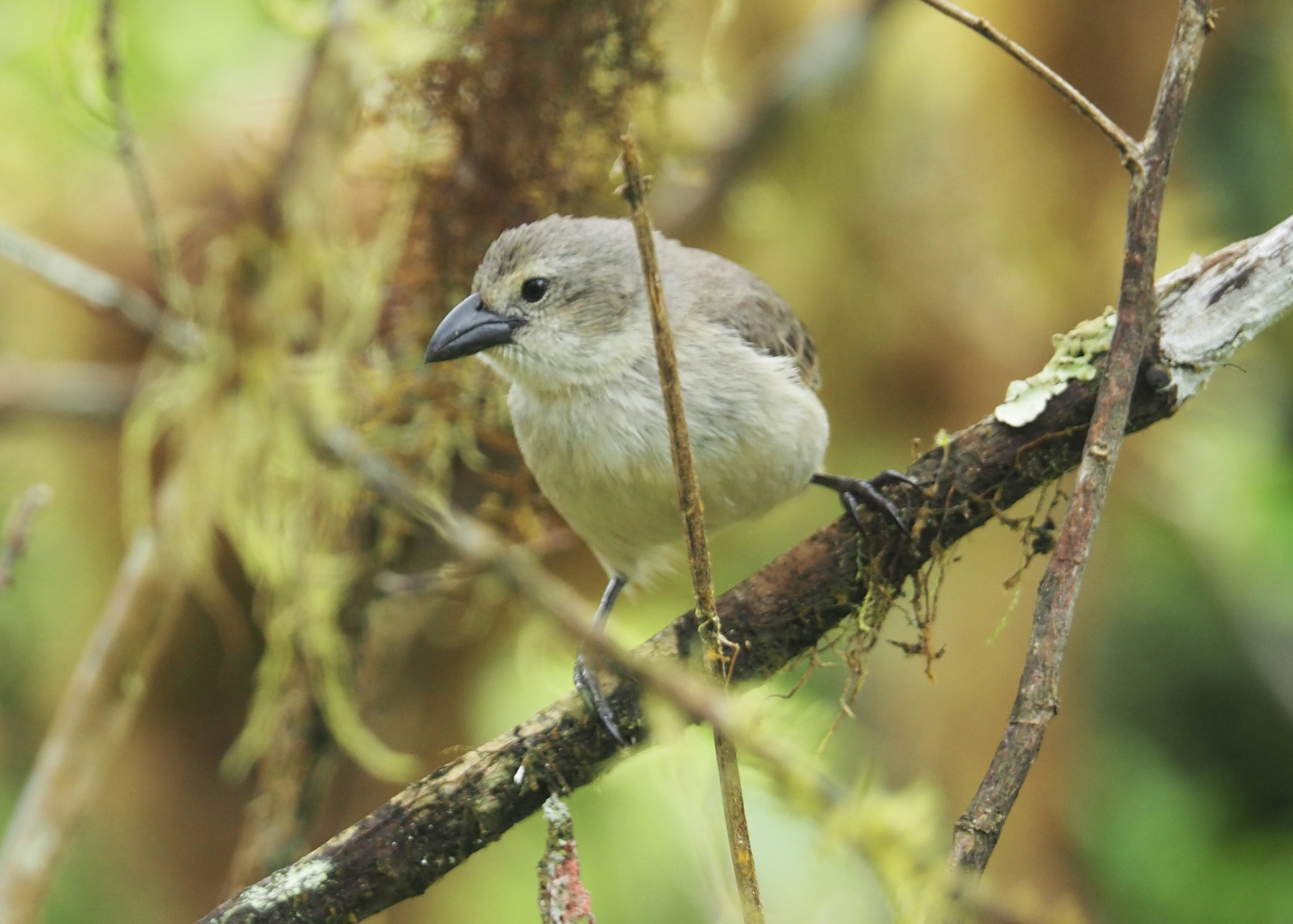 Woodpecker Finch (Camarhynchus pallidus)