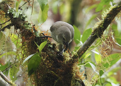 Camarhynchus pallidus