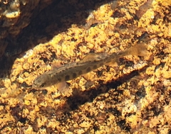 Salvelinus fontinalis