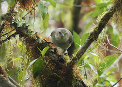 Camarhynchus pallidus