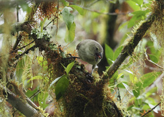 Camarhynchus pallidus