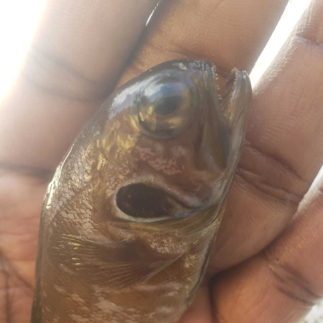 Spotcheek Jawfish photo 3