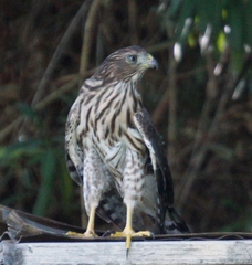 Accipiter cooperii