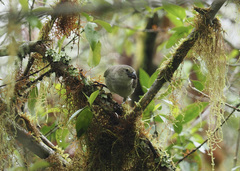 Camarhynchus pallidus