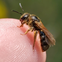 Halictus