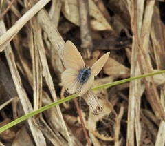 Catochrysops panormus