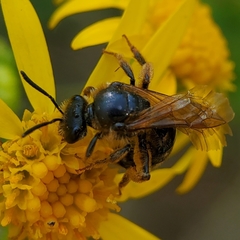Halictus