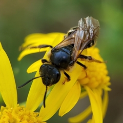 Halictus