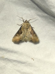 Lateroligia ophiogramma